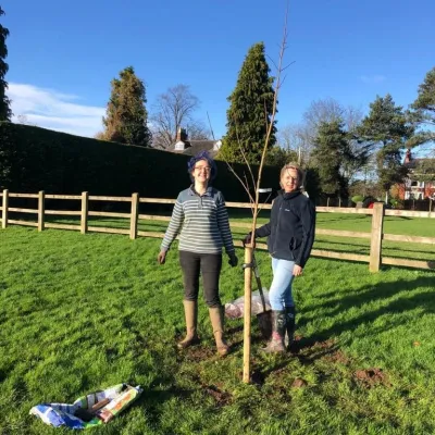planting trees