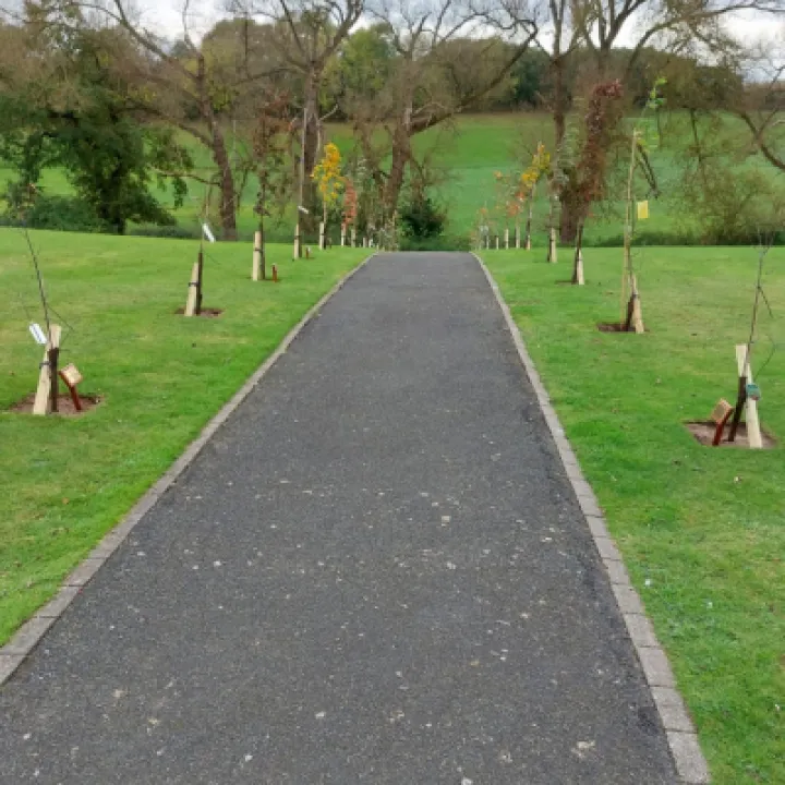 New Trees in Cemetery