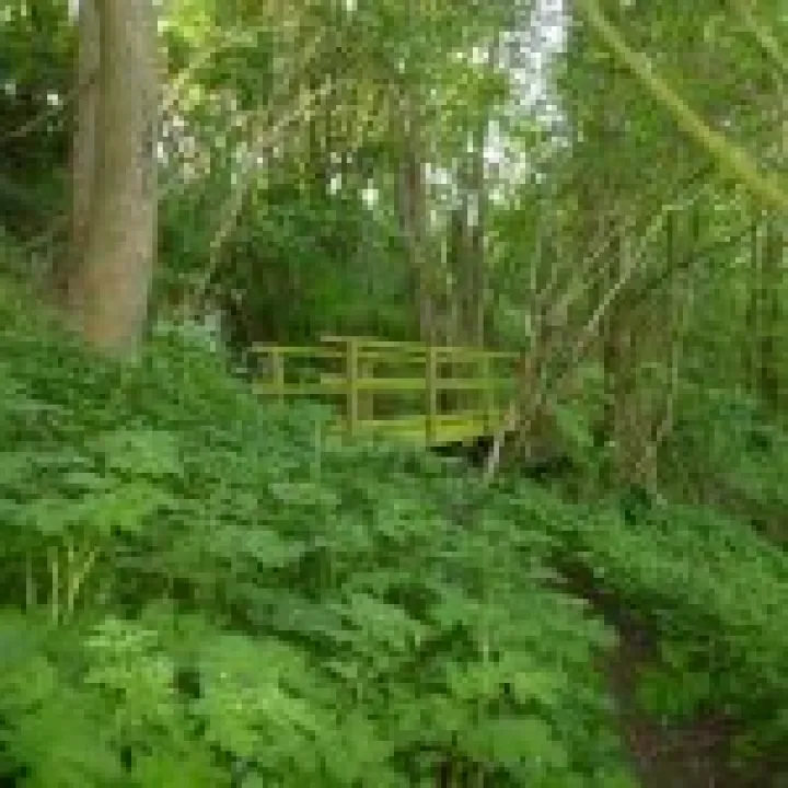 Wooden_Foot_Bridge_On_The_Woodland_Walk