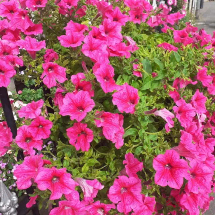 IMG-20220927-WA0005