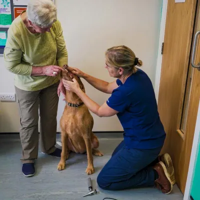 Sands vets 3