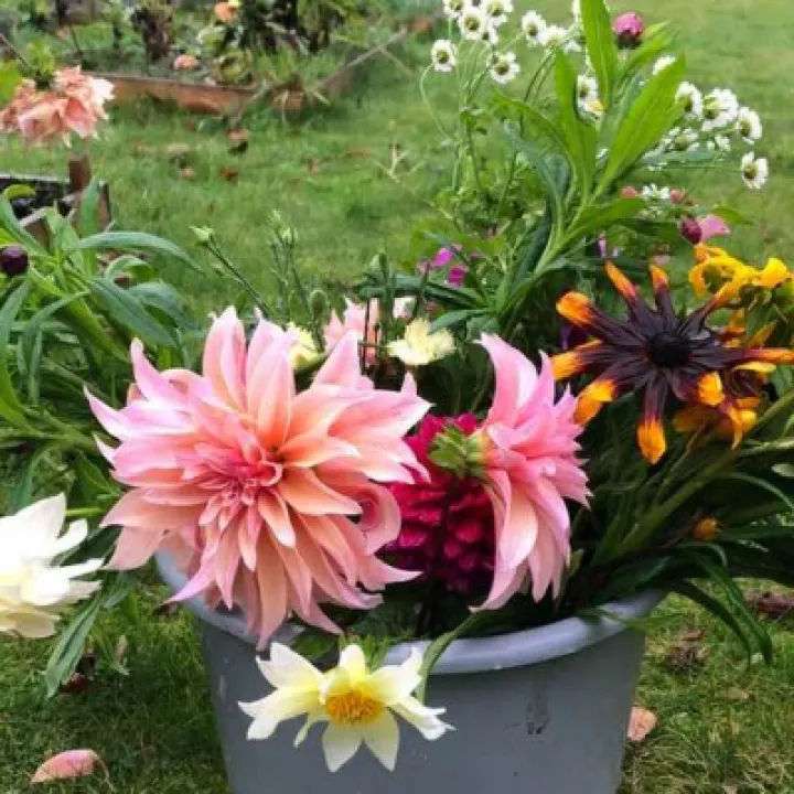 Flower farm 4