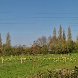 Jubilee Forest 1