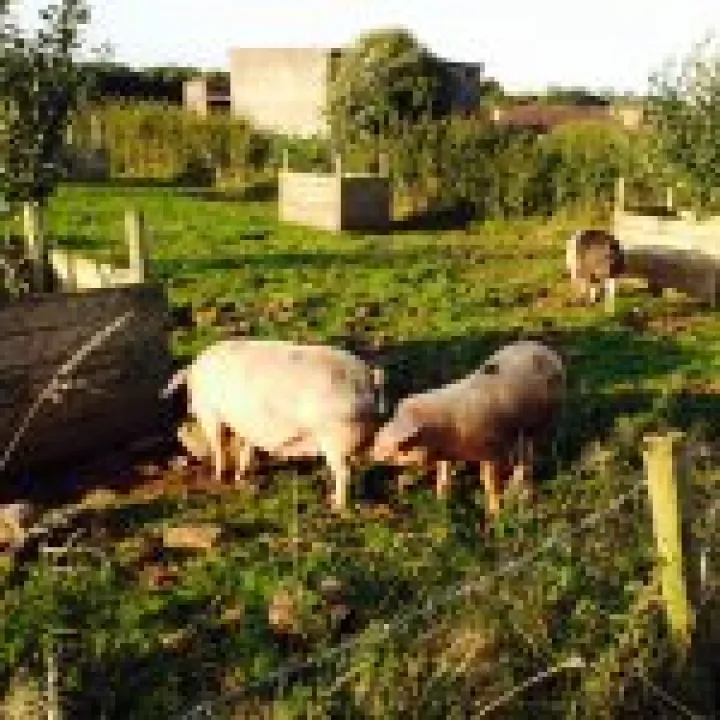 Fordhall farm