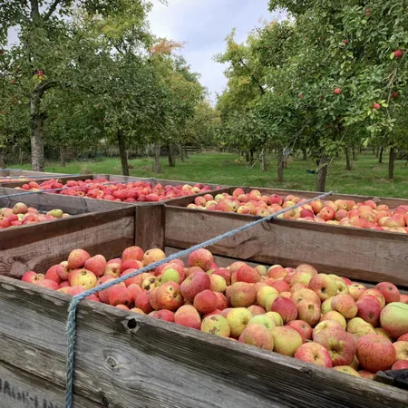 Applecross Apples2