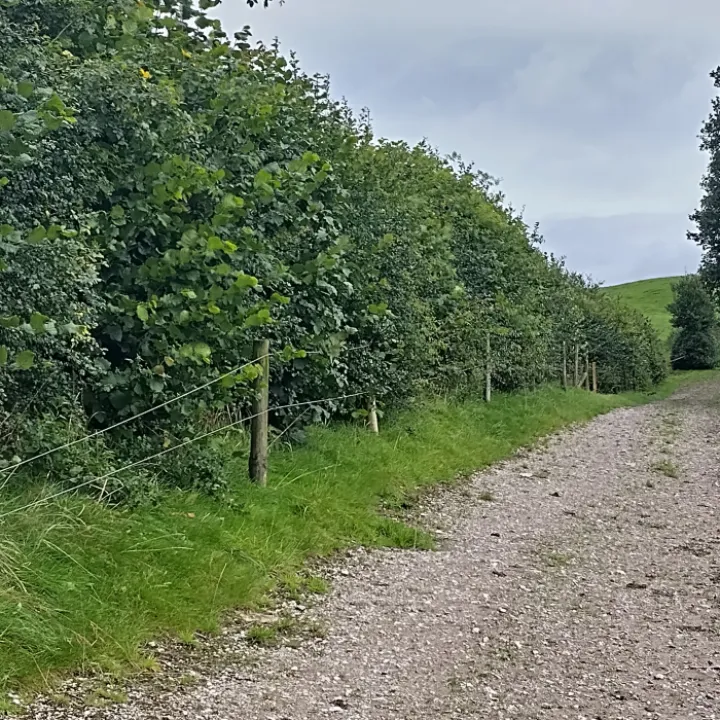 Marlheath Hedge24