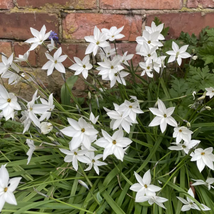April garden