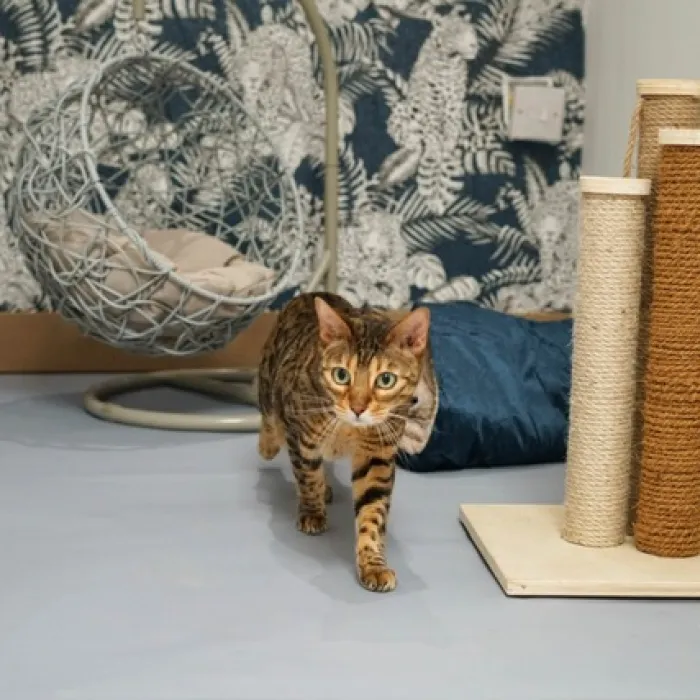 Cats 14