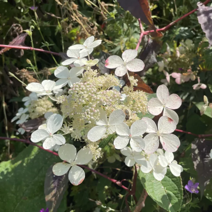 Garden blog aug 24