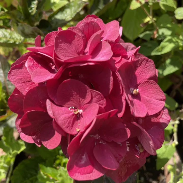 Garden blog aug 24