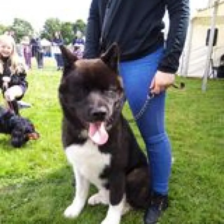 Dog 3