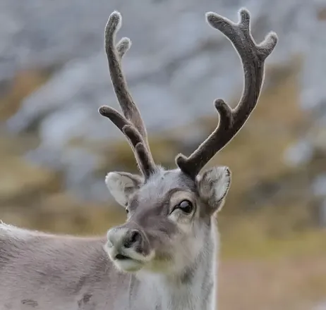 Reindeer