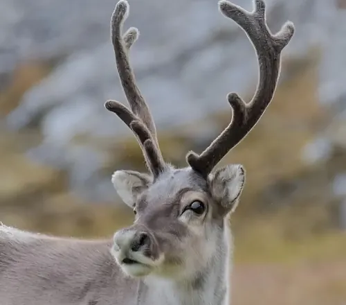 Reindeer