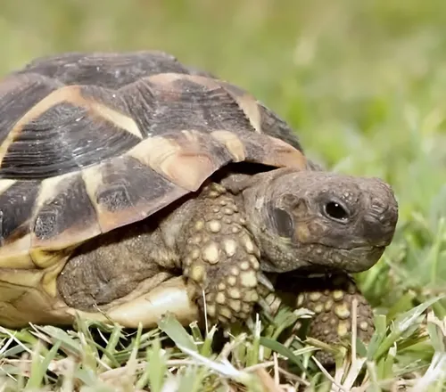 Tortoise