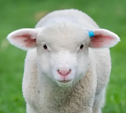 Sheep