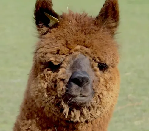 Alpaca