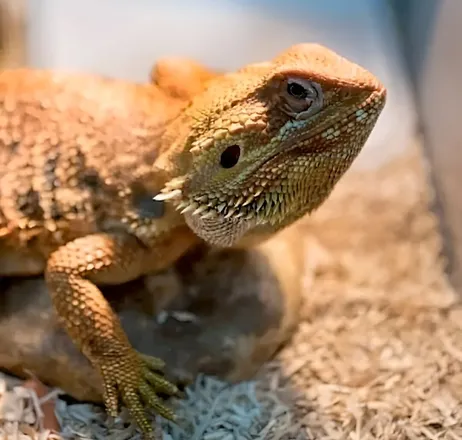 Iguana