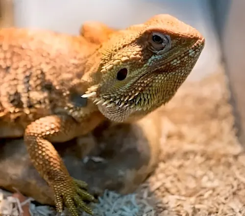 Iguana