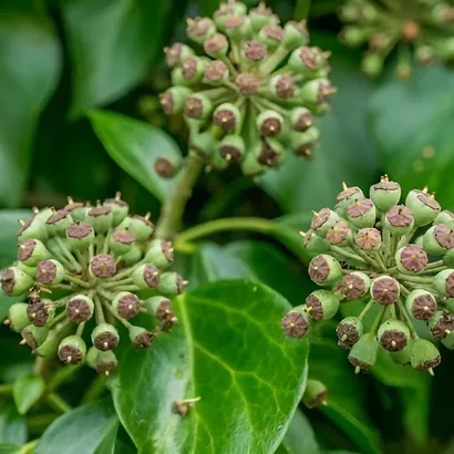 Ivy 3