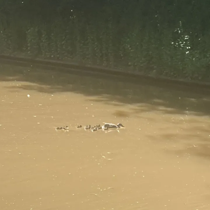 ducklings