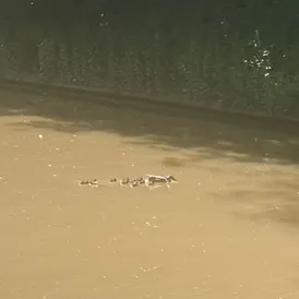 ducklings