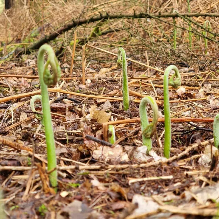 New Growth