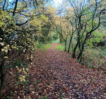 Autumn Potters Lane