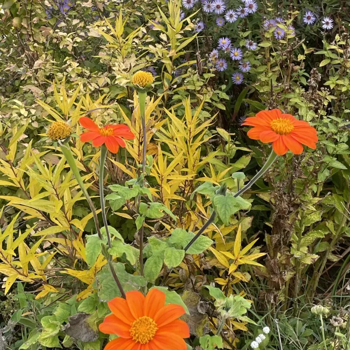 Autumn garden