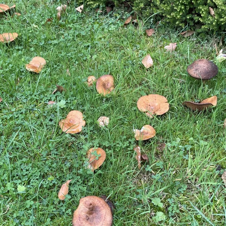 Autumn garden
