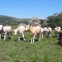 Calves