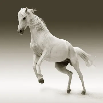 Horse, mare, animal, female horse, white horse