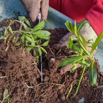 Jacqui Splitting Perennials 2