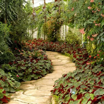 A tranquil garden pathway surrounded by vibrant
