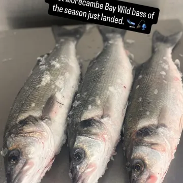 Fish 02