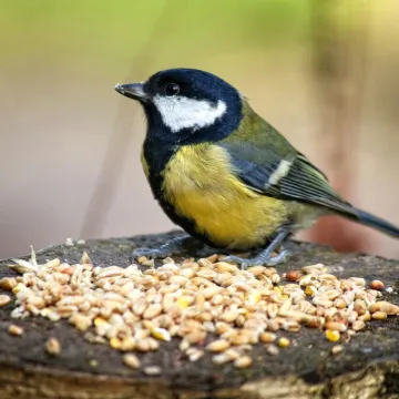 Great tit bird feeding on seeds in Bodymoor