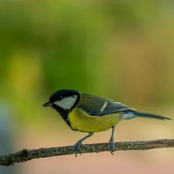 Close-up of a Great Tit bird perched on a branch