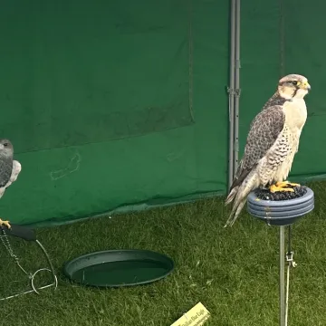 Falcons at the Fete