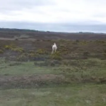 New Forest Ponies