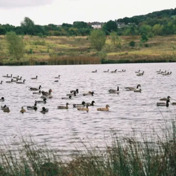 Brownie Ramble for Children in Need