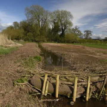 Millbrook Wetlands  (3) April 2016 copy (1)