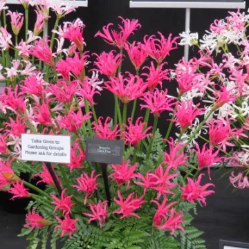 RHS Malvern