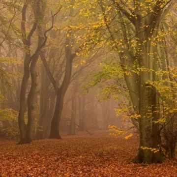 Damian Ward: Autumn Luster