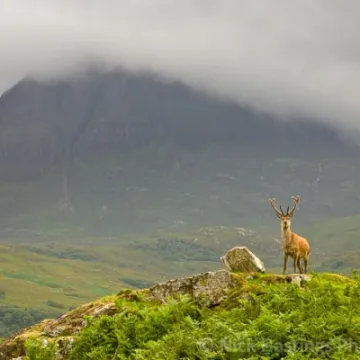 Summerreayforestd2 27 edit