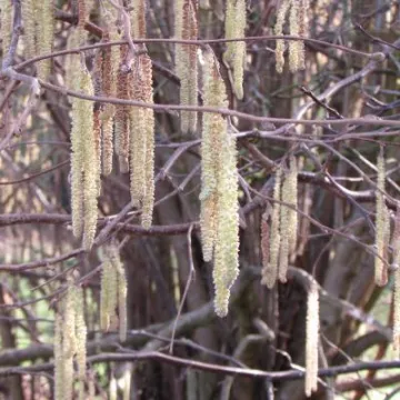 Catskins and croaks3