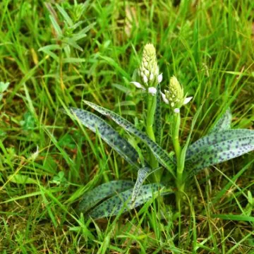 Emerging early purple orchid