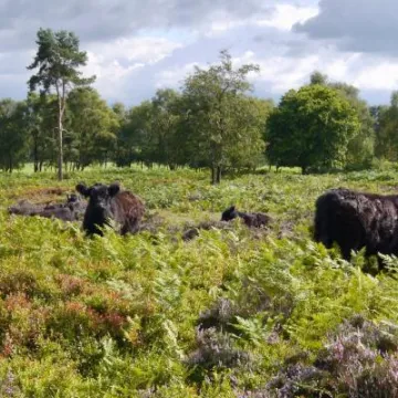Cattle grazing on Bickerton Hill