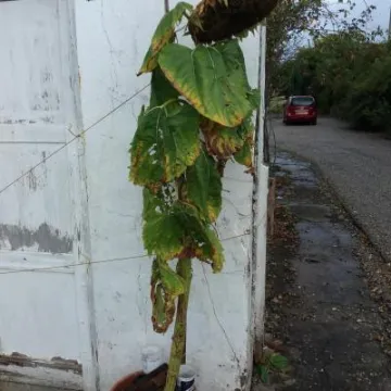 sunflower adult 2nd place