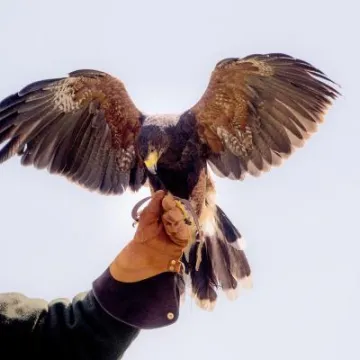 Beeston Autumn Fair 2