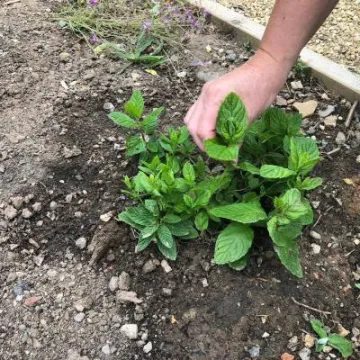 36464787_2603887916303287_3517389705014411264_n