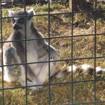 Ringtailed lemur